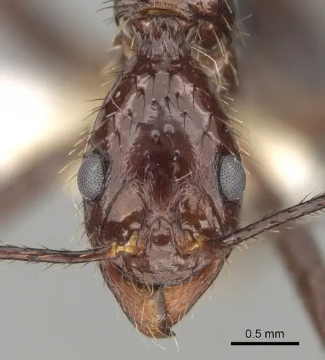 Aphaenogaster beccarii specimen