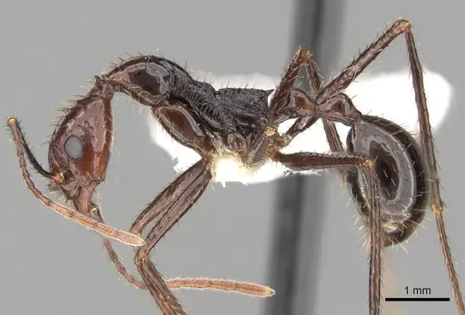 Aphaenogaster beccarii specimen
