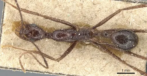 Aphaenogaster beccarii - CASENT0904186