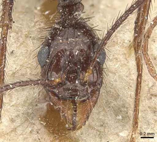 Aphaenogaster beccarii - CASENT0904186