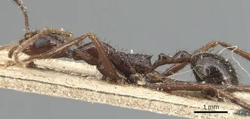 Aphaenogaster beccarii - CASENT0904186