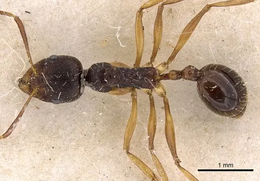 Aphaenogaster beesoni specimen