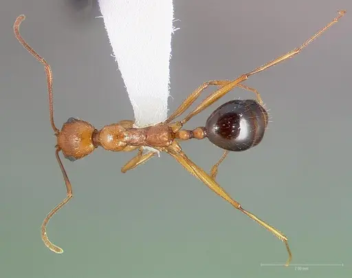 Aphaenogaster boulderensis specimen