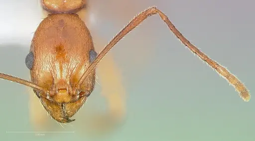Aphaenogaster boulderensis specimen