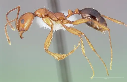 Aphaenogaster boulderensis specimen