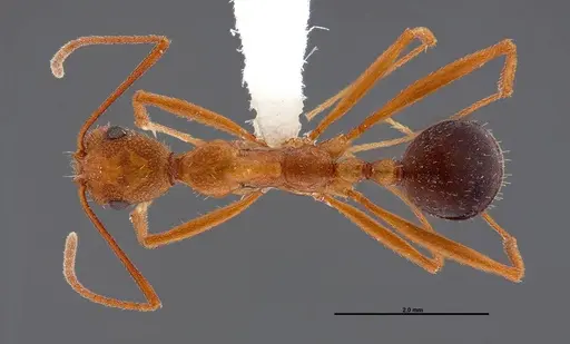 Aphaenogaster boulderensis - FMNHINS0000062660