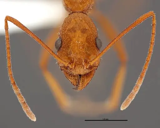 Aphaenogaster boulderensis - FMNHINS0000062660