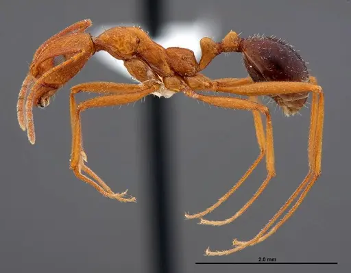 Aphaenogaster boulderensis - FMNHINS0000062660