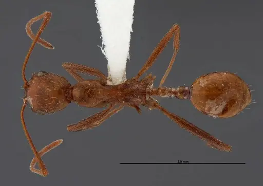 Aphaenogaster boulderensis - FMNHINS0000062700