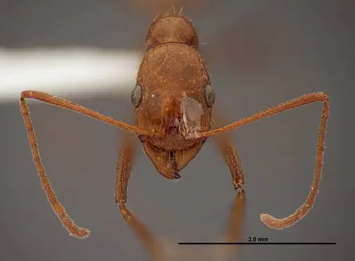 Aphaenogaster boulderensis - FMNHINS0000062700