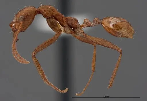 Aphaenogaster boulderensis - FMNHINS0000062700