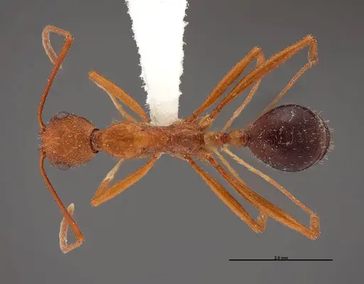 Aphaenogaster boulderensis - FMNHINS0000083010