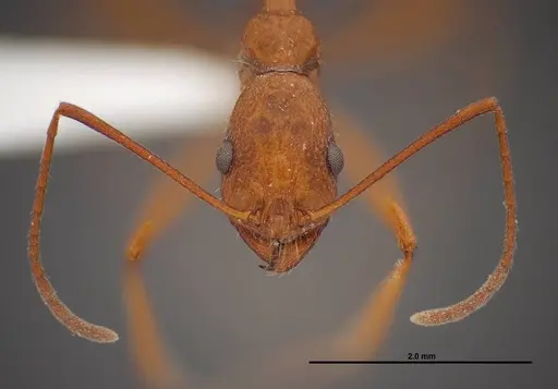 Aphaenogaster boulderensis - FMNHINS0000083010
