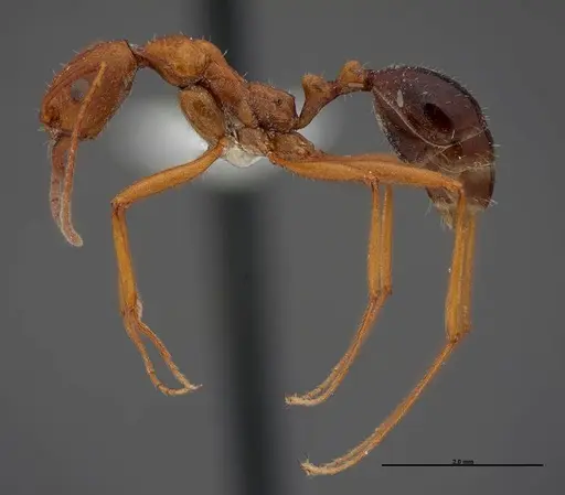 Aphaenogaster boulderensis - FMNHINS0000083010