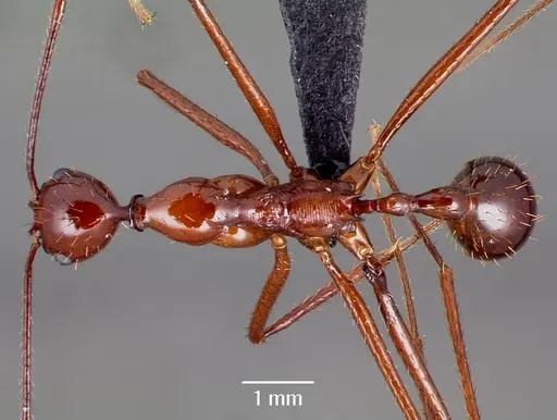 Aphaenogaster bressleri specimen