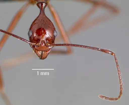 Aphaenogaster bressleri specimen