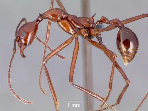 Aphaenogaster bressleri specimen