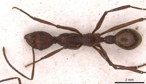 Aphaenogaster brevicollis specimen
