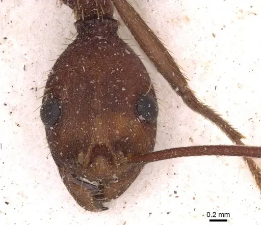 Aphaenogaster brevicollis specimen