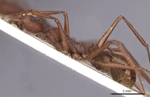 Aphaenogaster brevicollis specimen
