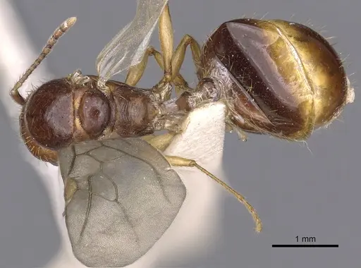 Aphaenogaster burri specimen
