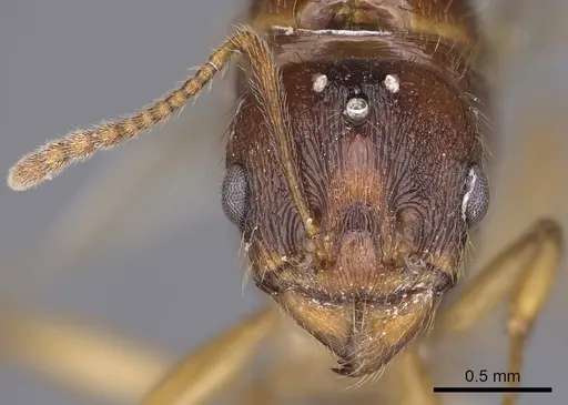 Aphaenogaster burri specimen
