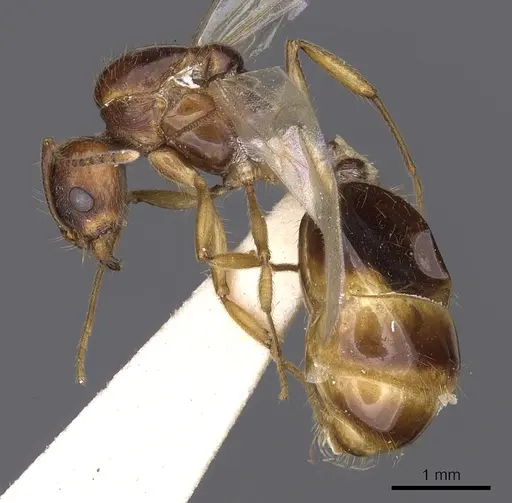 Aphaenogaster burri specimen
