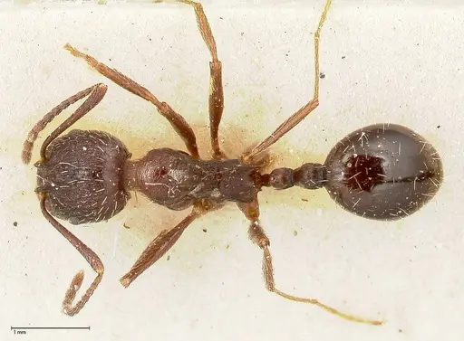 Aphaenogaster caeciliae specimen