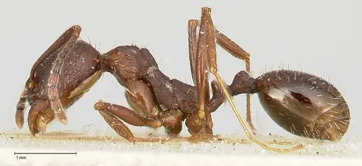 Aphaenogaster caeciliae specimen