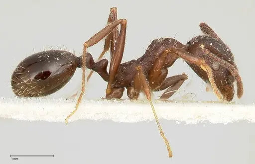 Aphaenogaster caeciliae - FOCOL0495-1