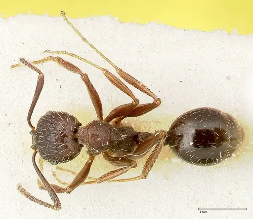 Aphaenogaster caeciliae - FOCOL0495-2
