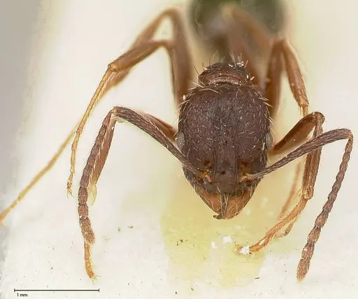 Aphaenogaster caeciliae - FOCOL0495-2