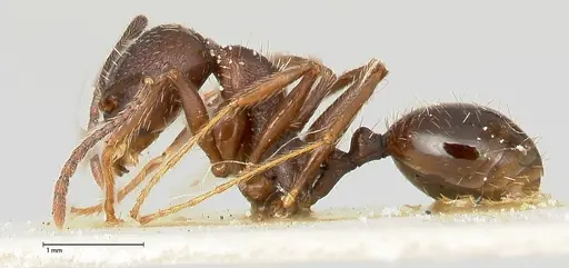 Aphaenogaster caeciliae - FOCOL0495-2