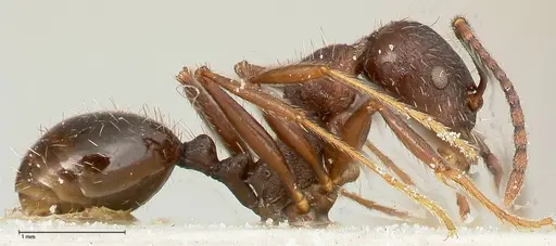 Aphaenogaster caeciliae - FOCOL0495-2