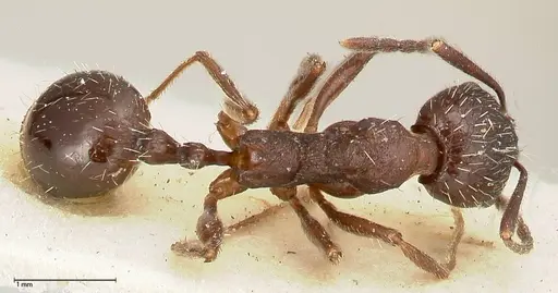 Aphaenogaster caeciliae - FOCOL0496