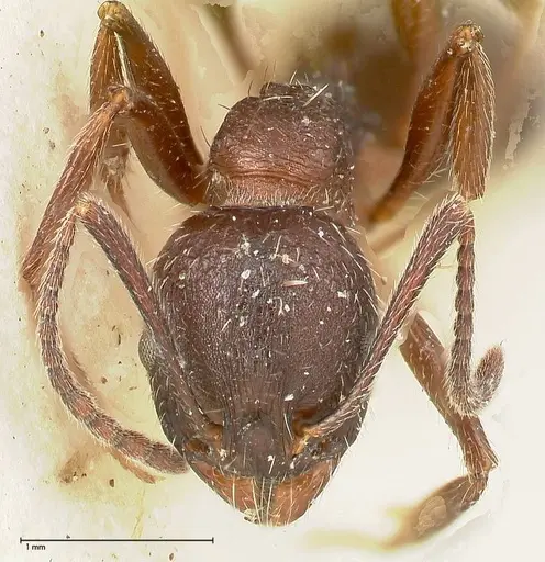 Aphaenogaster caeciliae - FOCOL0496