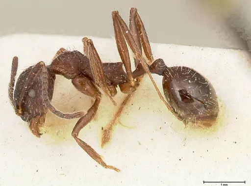 Aphaenogaster caeciliae - FOCOL0496