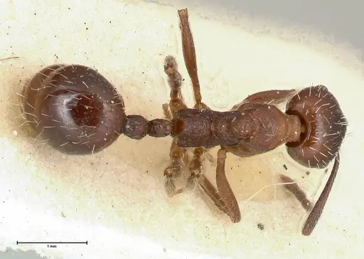 Aphaenogaster caeciliae - FOCOL0497
