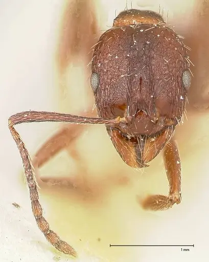 Aphaenogaster caeciliae - FOCOL0497