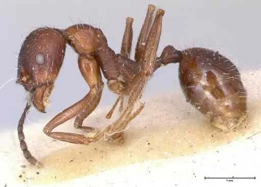 Aphaenogaster caeciliae - FOCOL0497