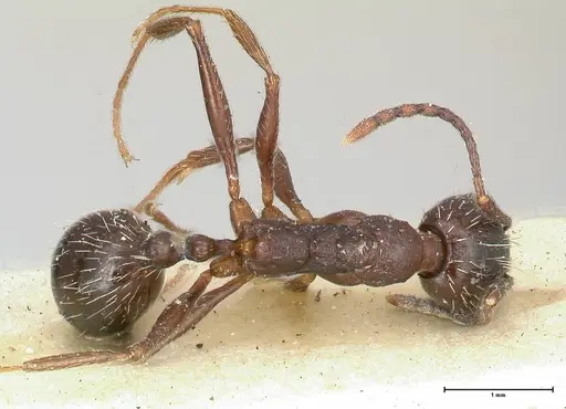 Aphaenogaster caeciliae - FOCOL0498