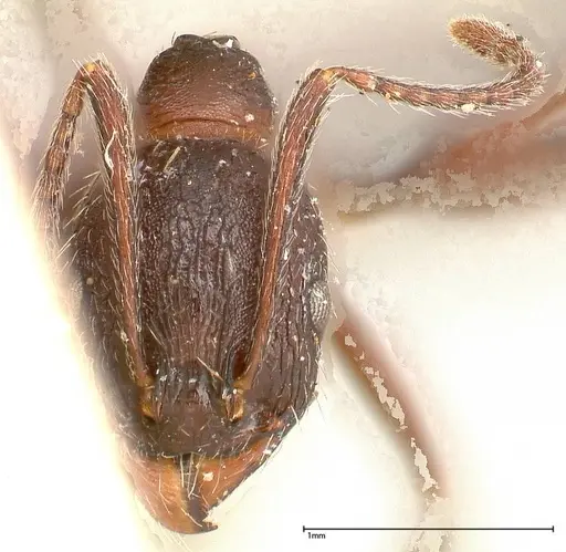 Aphaenogaster caeciliae - FOCOL0498