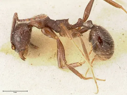 Aphaenogaster caeciliae - FOCOL0498
