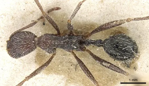 Aphaenogaster campana specimen