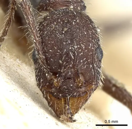 Aphaenogaster campana specimen