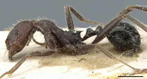 Aphaenogaster campana specimen