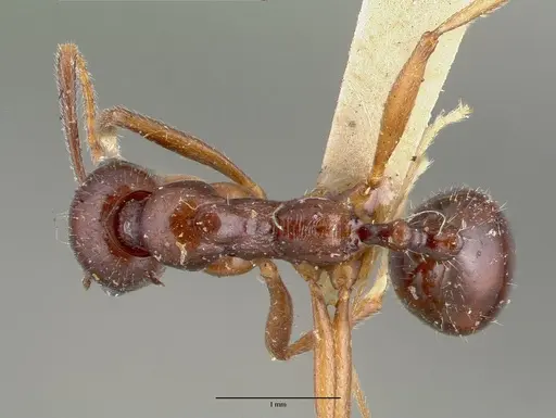 Aphaenogaster carbonaria specimen