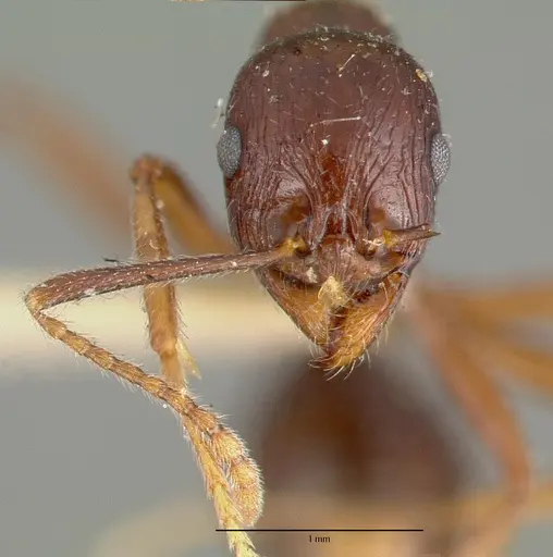 Aphaenogaster carbonaria specimen