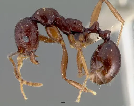 Aphaenogaster carbonaria specimen
