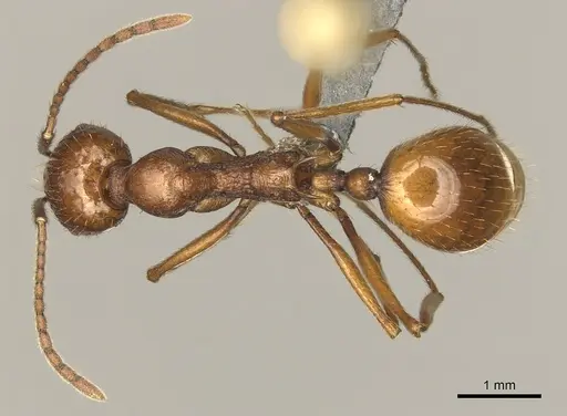 Aphaenogaster cardenai specimen